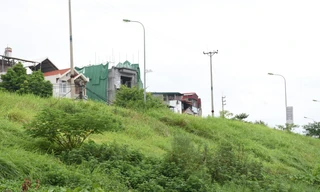 Cây cỏ mọc um tùm cao quá đầu trên các tuyến đê thuộc quận Long Biên