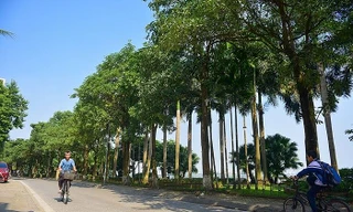 Hoa sữa trồng khá dầy trên phố Trích Sài (Tây Hồ).