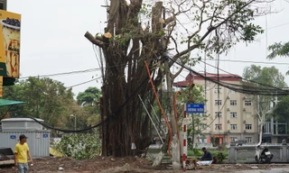 Hà Nội truy trách nhiệm đơn vị trồng cây để nguyên vỏ bầu bị gãy đổ