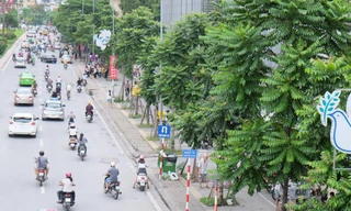 Hàng loạt cây xanh xoà bóng mát sau hơn 1 năm trồng mới