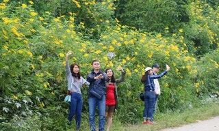 Vườn hoa dã quỳ tại Hà Nội thu hút du khách 