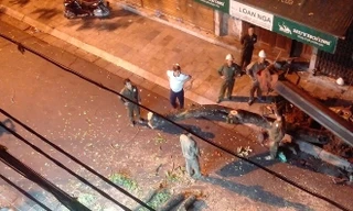 Lý do khiến cây sưa đỏ trên phố cổ Hà Nội bị chặt hạ trong đêm