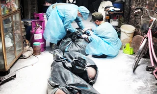 Thời điểm cơ quan chức năng gom lợn tiêu hủy tại phường Lĩnh Nam, quận Hoàng Mai.