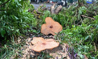 Người dân khu đô thị ngỡ ngàng vì loạt cây xanh sống sót sau bão bị đốn hạ