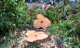 Người dân khu đô thị ngỡ ngàng vì loạt cây xanh sống sót sau bão bị đốn hạ