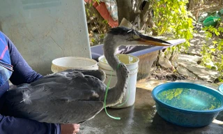 Hà Nội xóa sổ 'chợ chim trời' dọc Đại lộ Thăng Long