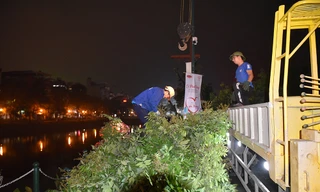 Xuyên đêm di dời hàng cây nhãn 30 năm tuổi trên phố đi bộ Trịnh Công Sơn