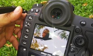 Săn ảnh chim trời vào thành phố trong thời gian 'cách ly xã hội'