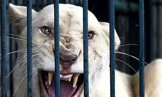 Tìm thấy 14 hổ trắng trong nhà riêng ở Thái Lan