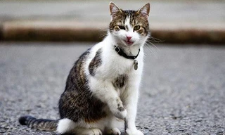 Một thiếu nữ ở Buôn Ma Thuột tử vong sau khi bị mèo cắn