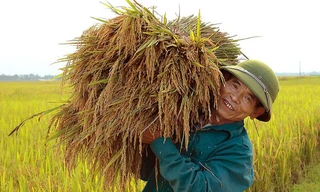 Trung ương yêu cầu mỗi năm sản xuất ít nhất 35 triệu tấn lúa để bảo đảm an ninh lương thực