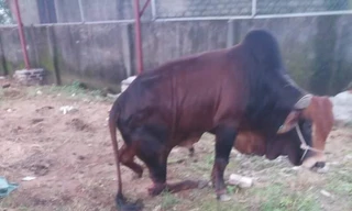 Đàn bò trị giá hàng trăm triệu bị kẻ xấu chặt đứt chân