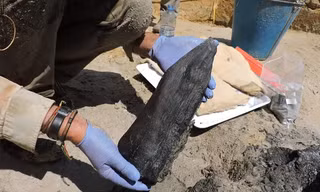 Phát hiện kinh ngạc từ những khúc gỗ lâu đời nhất thế giới