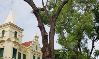 Một trong 3 cụ Khuynh diệp đang lặng lẽ tịch 