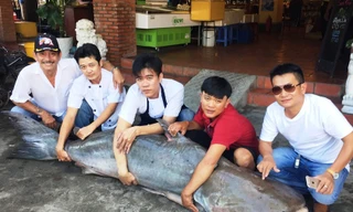 Con cá tra dầu dài khoảng 2m có trọng lượng 210kg 