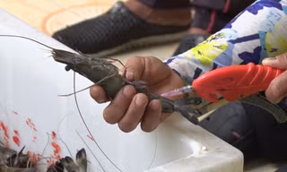 Bơm tạp chất vào tôm