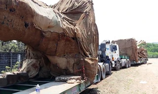 Gia cố cầu để vận chuyển cây 'khủng' xuyên Việt?