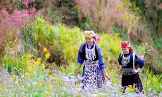 Hoa Đào rừng tạo sức hút du lịch cho huyện nghèo vùng cao Mù Cang Chải