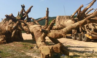 Cây 'quái thú' bị giữ ở Huế là cây gì?