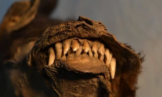 'Mổ bụng' quái thú Kỷ Băng Hà, phát hiện sinh vật kỳ lạ 