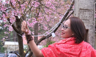 Rợp sắc hoa đào ở Măng Đen ngày giáp Tết 