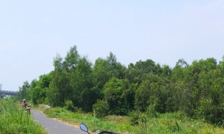 Phát hiện bộ xương người đã phân hủy trong rừng tràm ở Tiền Giang