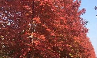 Cây phong lá đỏ đang được TP Hà Nội trồng tại dải phân cách giữa đường Nguyễn Chí Thanh. Ảnh: Công ty cây xanh Hà Nội.