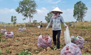 Xác minh thư kêu gọi mua khoai lang, 'giải cứu' cam sành 