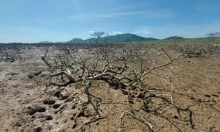 Hàng chục ha rừng phòng hộ ven biển Hà Tĩnh chết khô