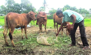 Chương trình MTQG 1719 sẽ hỗ trợ hộ đồng bào DTTS tỉnh Đồng Nai về nhà ở