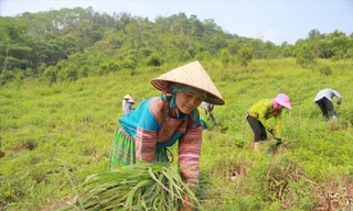 Quy định mới về tổ chức thực hiện các chương trình mục tiêu quốc gia