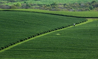 Mộc Châu được bao bọc bởi những đồi chè khác nhau nhưng được yêu thích nhất là khu vực nằm trên đường đi Ngũ Động Bản Ôn.