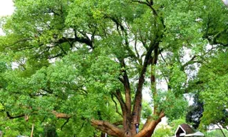 Cặp Long não trên 80 tuổi thành cây di sản Việt Nam