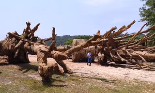 Làm rõ có hay không hành vi bao che cho xe chở cây 'khủng'