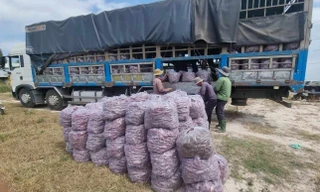 Gia Lai: Thu hồi thư mời vận động để bán khoai lang