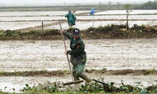 Thay vì cấp kịp thời cho dân nguồn lúa giống do nhà nước hỗ trợ để gieo sạ đúng thời vụ, HTXNN Lai Thành lại cất kho và đem ra bán cho nông dân ở vụ sau. Ảnh minh họa