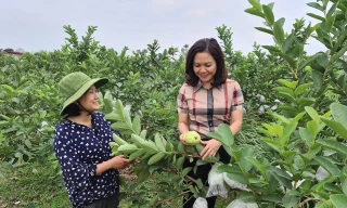 Thúc đẩy bình đẳng giới, đồng hành cũng phụ nữ phát triển kinh tế