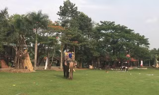 Mời chuyên gia ngoại 'siêu âm thai' cho voi
