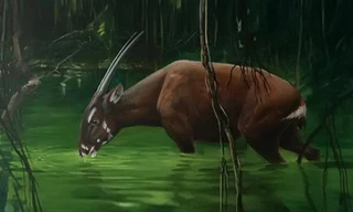 Linh vật SEA Games 31: Loài thú cổ đại được cho là bí ẩn nhất thế giới