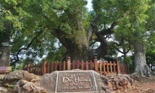 Về Bắc Giang ngắm 'thần mộc' được vua phong 