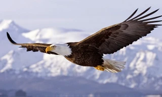 7 bài học cuộc sống đại bàng dạy bạn