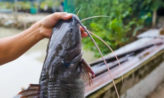 Thanh niên nuôi cá lăng giống thu tiền tỷ mỗi năm ở Sài Gòn