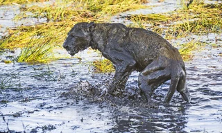  Sư tử quằn quại đau đớn từ vết cắn đến từ rắn mamba đen