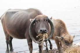 Chủ nhân tiết lộ lý do con trâu có cặp sừng mọc ngược kỳ lạ