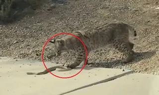 Cậy miễn nhiễm nọc độc, linh miêu ngoạm đầu kết liễu rắn chuông