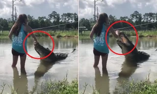 Cô gái lội xuống đầm nước dẫn dụ cá sấu khổng lồ lên bờ