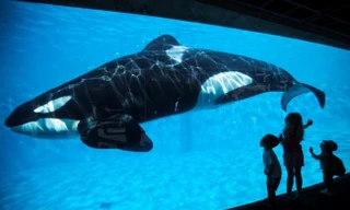 Lý do các thủy cung không thể nuôi cá mập trắng lớn