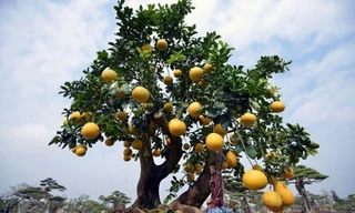 Những cây cảnh đắt đỏ trong dịp Tết