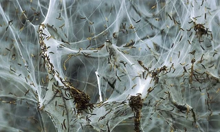 Hàng nghìn sâu bướm dệt mạng phủ trắng cây