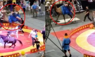 Bị giật mình, lạc đà nổi loạn lao vào tấn công trẻ em trong rạp 